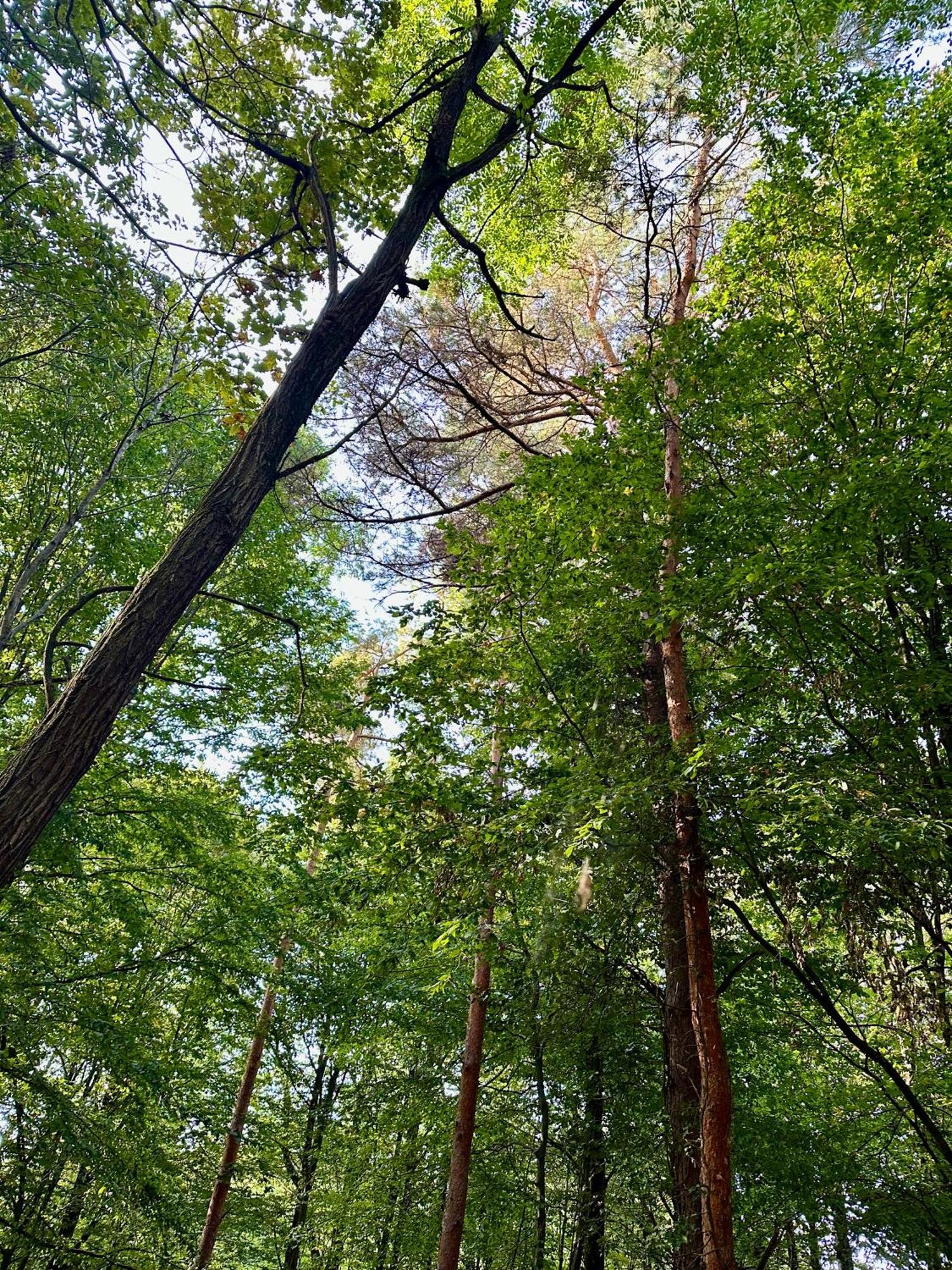 Living Forest Resort Moravske-Toplice Buitenkant foto