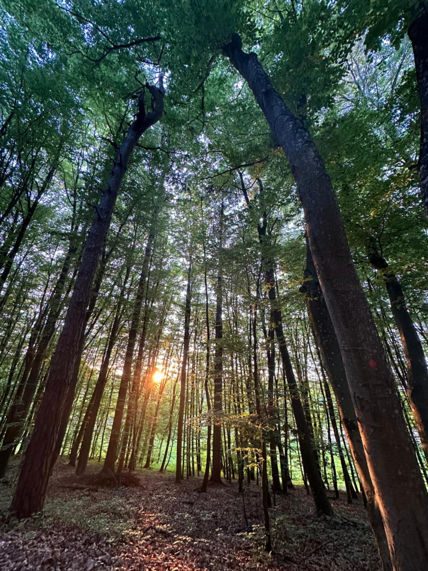 Living Forest Resort Moravske-Toplice Buitenkant foto
